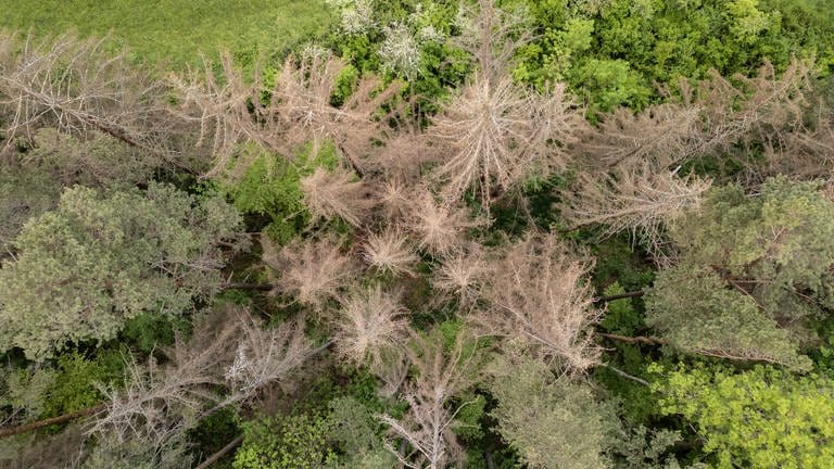 Nadel- und Laubbäume stehen in einem Waldstück bei Rottweil. Die Bäume in Deutschland leiden unter den Folgen der Klimakrise.