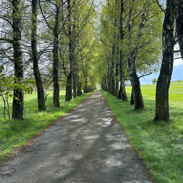 Ein Birkenweg im Westerwald (Foto: SWR)